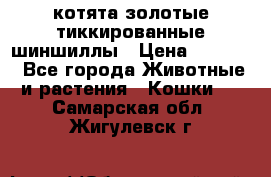 котята золотые тиккированные шиншиллы › Цена ­ 8 000 - Все города Животные и растения » Кошки   . Самарская обл.,Жигулевск г.